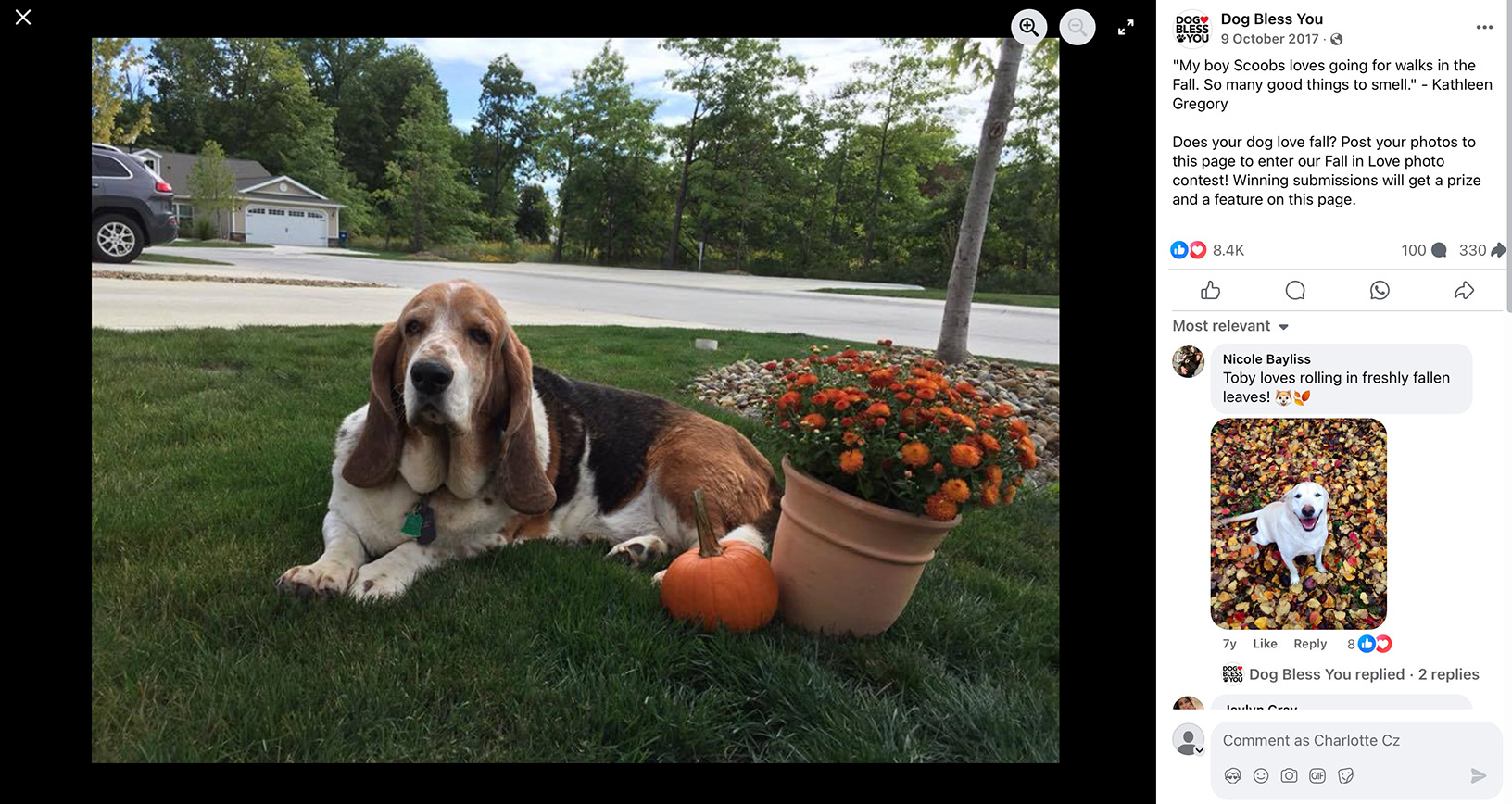 Dog Bless You hosts 'Fall in Love' photo contest with feature and prize for winners Basset hound sitting beside orange flowers and a pumpkin for a fall-themed photo contest