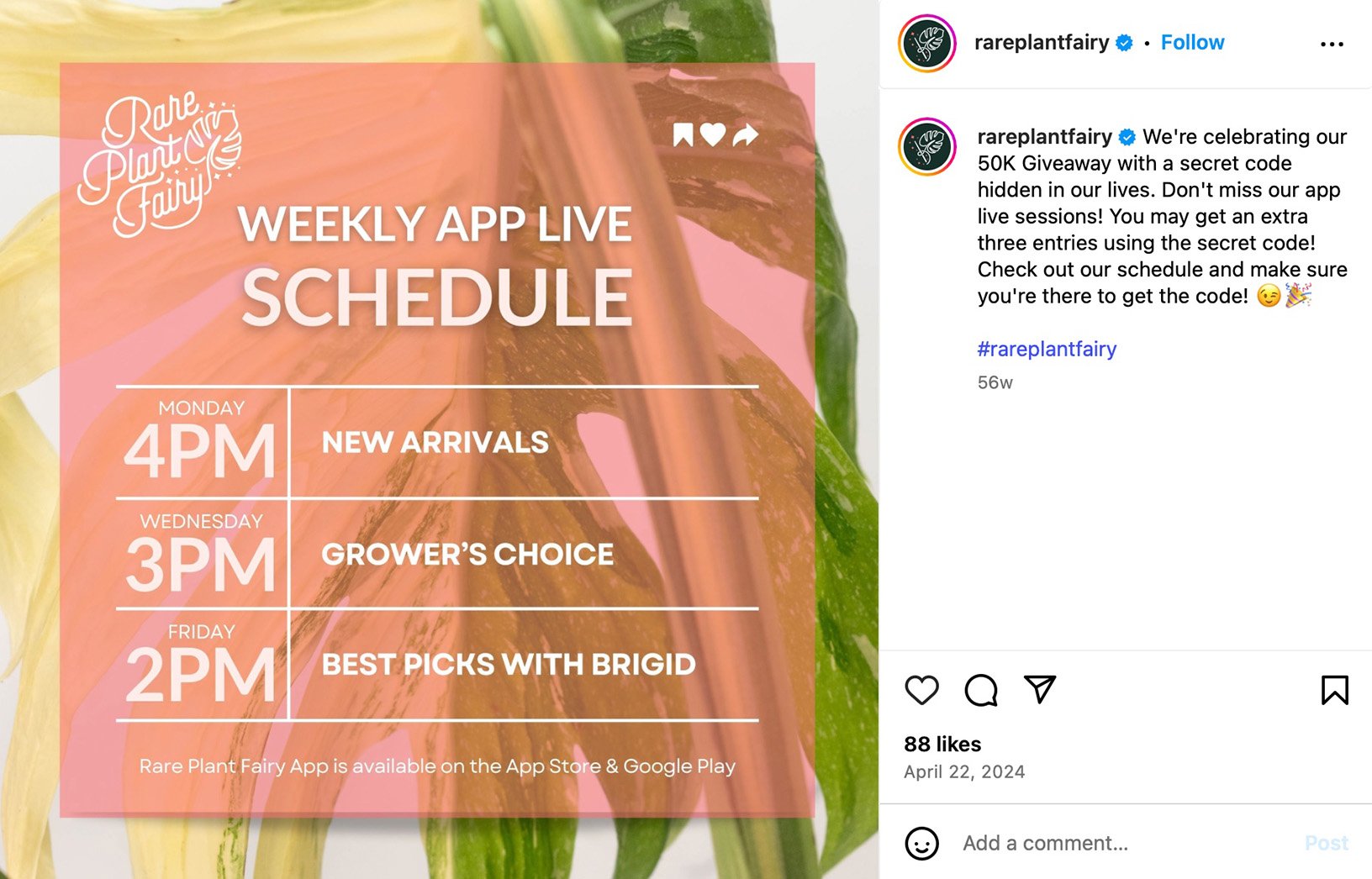 Rare Plant Fairy Instagram post showing a weekly app live schedule with plant-themed visuals and branding